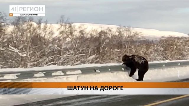 МЕДВЕДЯ-ШАТУНА ВСТРЕТИЛИ НА ДОРОГЕ ЖИТЕЛИ КАМЧАТКИ • НОВОСТИ КАМЧАТКИ