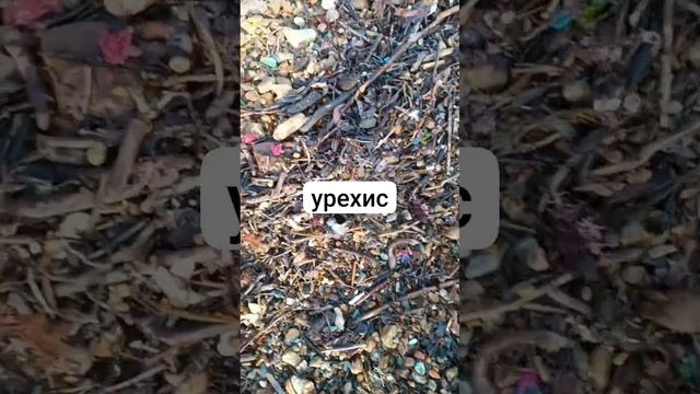 Урехис Владивосток после шторма