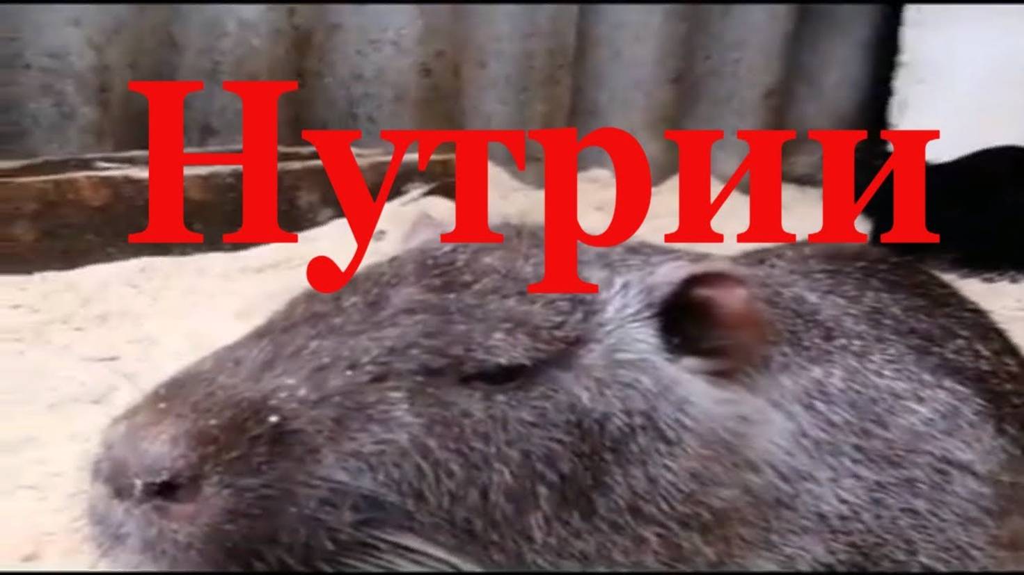 Семейство нутрий обед болотных бобров