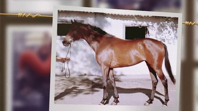 Московский конный завод: великие традиции и верность делу