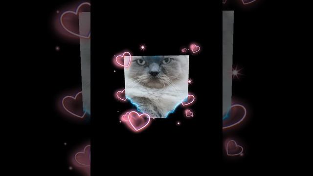 #cat#кот