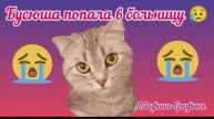 😻Бусюша попала в больницу 😭