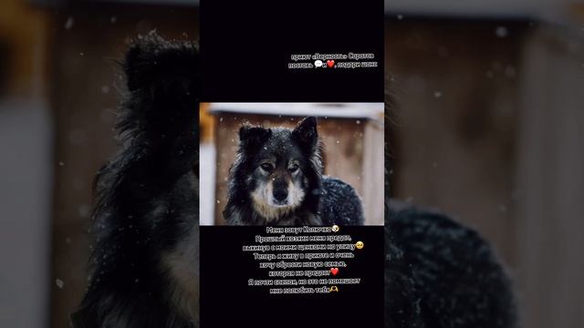 Колючка ищет дом #саратов #вдобрыерукисаратов #верностьсаратов