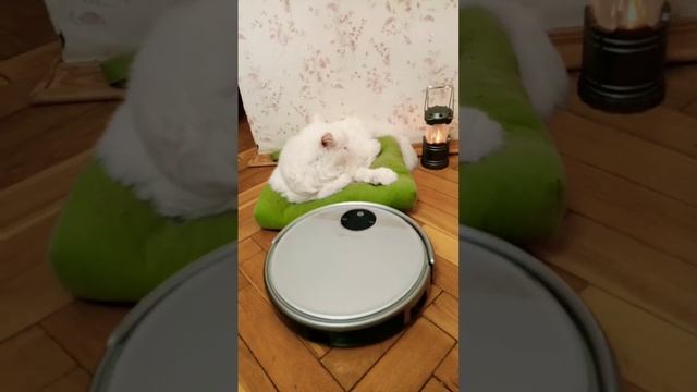 кот Мартин и наглый робот