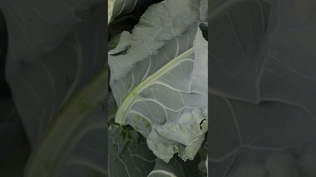 цвет Капуста Лапландия