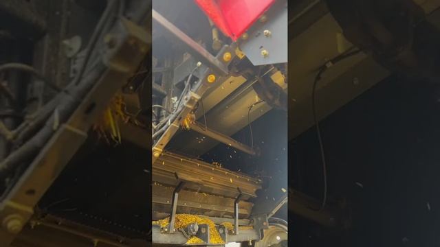Комбайн КЗС1218-35 покоряет Забайкальские поля в зерноуборочную кампанию-2024!