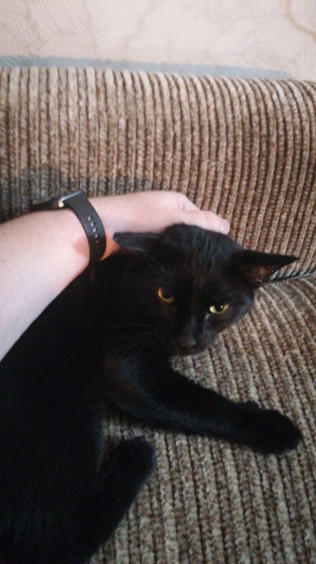 Идёт процесс притирки и адаптации.Трюкач❤️