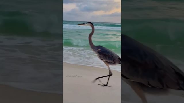 Величественная голубая цапля на закате 🌜🏝💟 выглядит потрясающе✨❤️