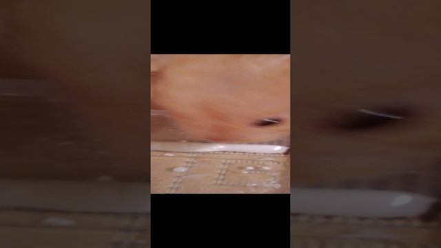 Хомячок Кофня ест творожок .