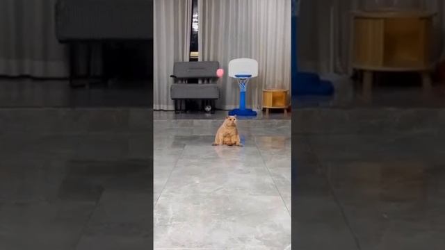 Мы в ВК https://vk.com/life_of_cats