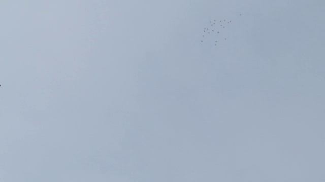 Лётные голуби 7