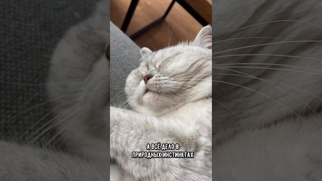 Шок! Кошки умеют спать с открытыми глазами!