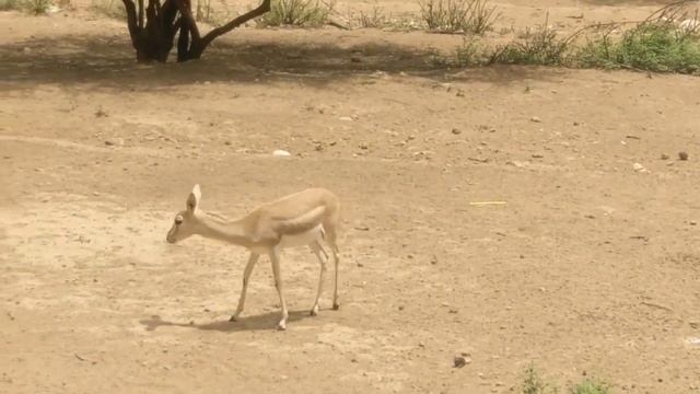 Маленький оленёнок в зоопарке Антальи