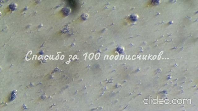 На 100 подписчиков