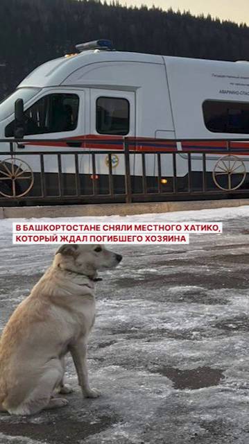 В Башкортостане сняли местного Хатико, который ждал погибшего хозяина