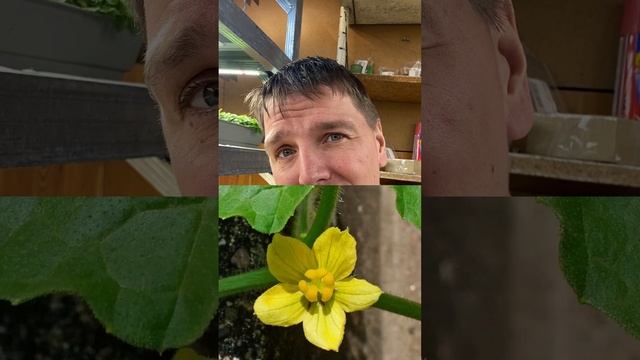 Размер арбуза