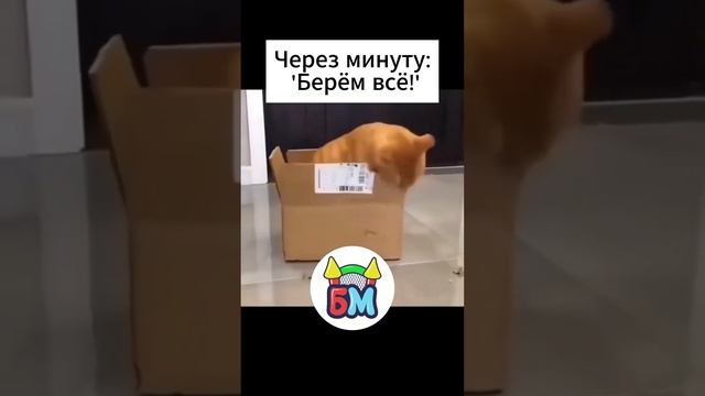 Сначала просто смотрят, а потом скупают всё!