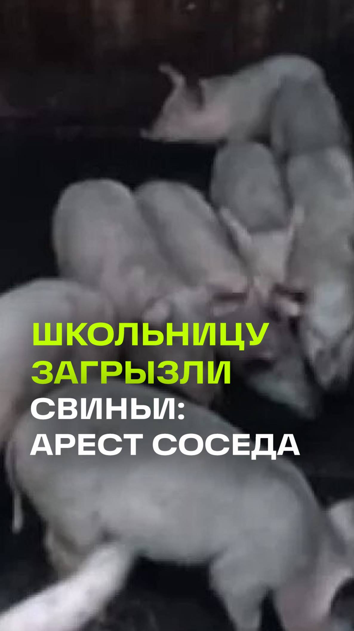 Подозреваемого в убийстве красноярской школьницы в хлеву со свиньями отправили в СИЗО