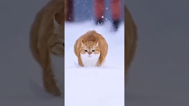 Котик бежит