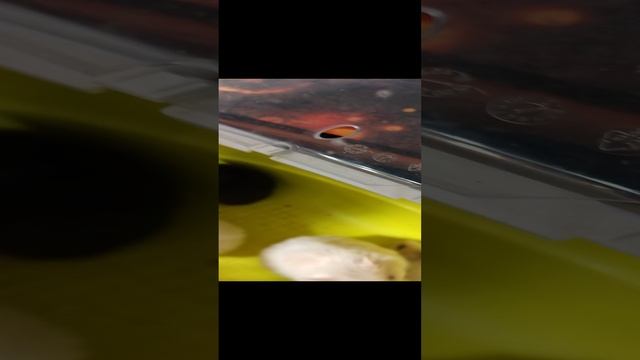 VID_20241128_225422.mp4