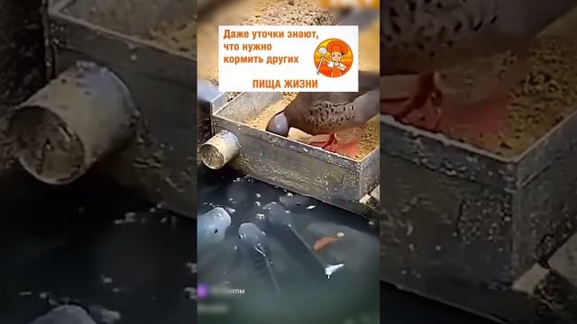 Юмор ☺