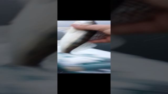 судак муд.....