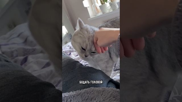 Признаки того, что кошке не хватает внимания