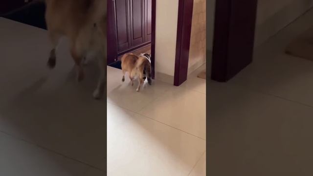 Пёс, который совершенно не знает, что такое личное пространство.