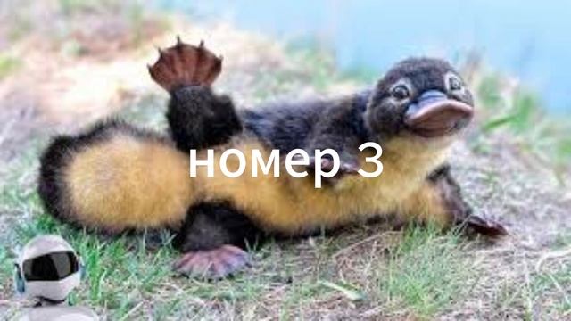 топы