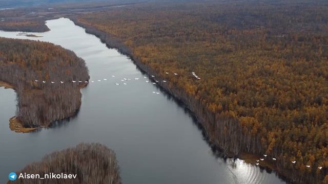 В Якутии стерх считается птицей счастья, символом хрупкости и красоты природы республики.