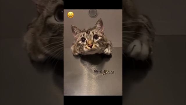 ХихиЧпок юмор