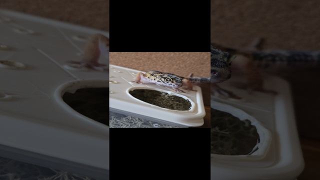 эублефар Эмир, очень красивые глаза