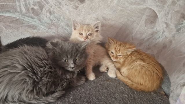 Котята