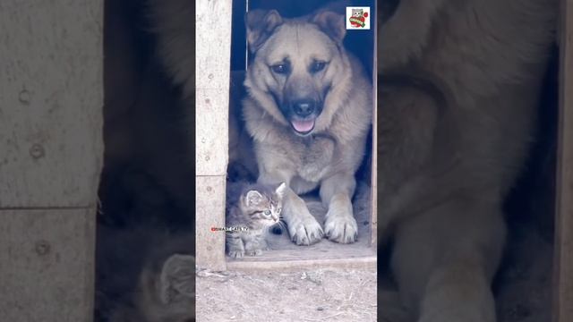 Ну вот почему мы люди не можем так Жить в Мире Любви и Согласии? 🌞😽❤️🐶🌎 #Worldpeace