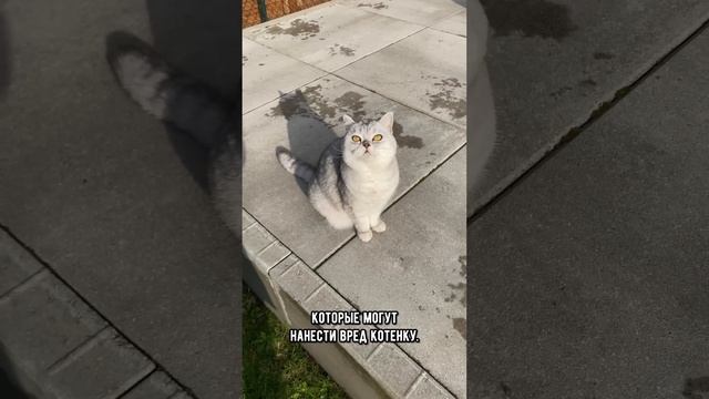 Самое строгое наказание, которым кошки наказывают котят