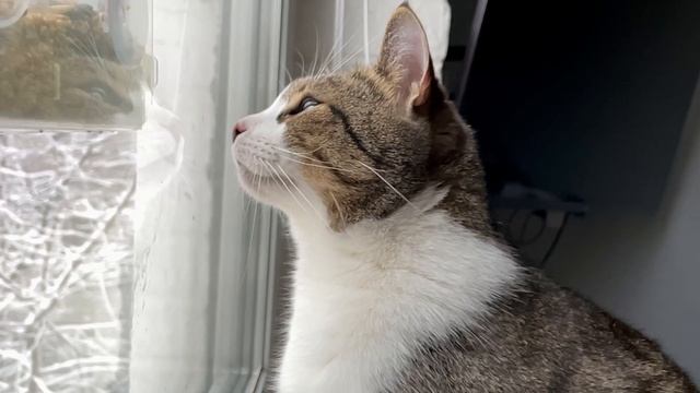#коты наблюдают за птичками. #столоваядляптиц