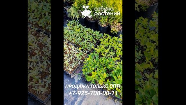 Выносим черенки с грядок, на торговую площадку, для акклиматизации.