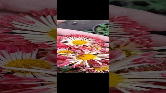 Хризантемы, обзор, сорта.