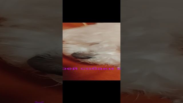 у моей собаки жиза 1 часть.