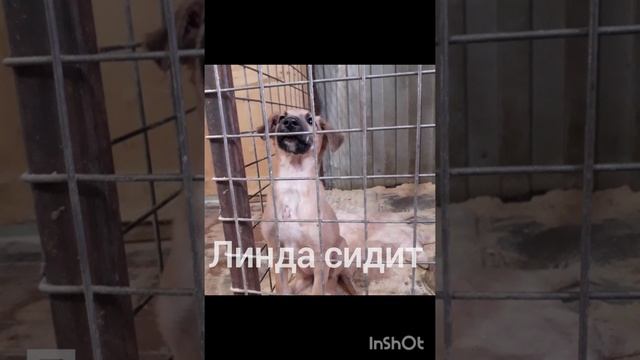 Линде нужна передержка или дом