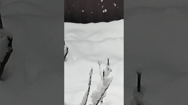 VID_20241128_090219.mp4