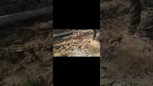 Посадка лесных культур под меч Колесова
