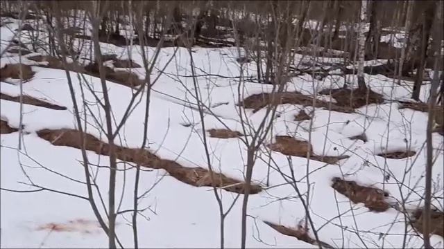 Тяга 2 08.04.22г.