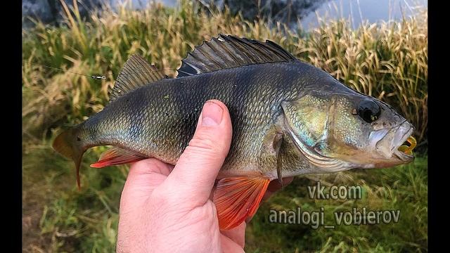 Копия - Crazy Fish Nano Minnow - "Очень подвижный хвостик - Тянутся" Силикон с Алиэкспресс