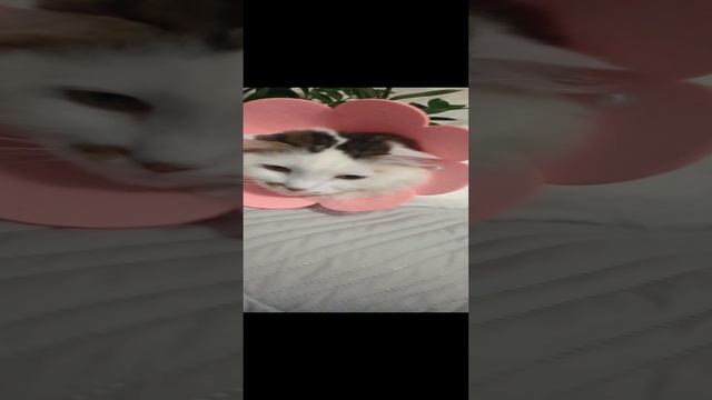 1000146253.mp4