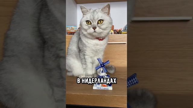 Как мурлыкают котики в разных странах