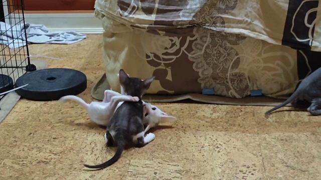 Котята корниш-рекс 2 (родились 22.10.2024)