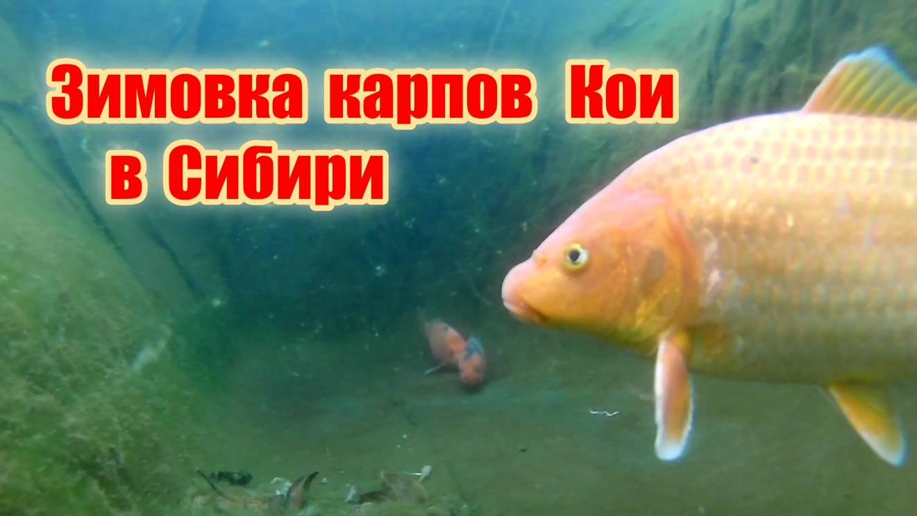 Карпы в Сибири зимой, подводная съёмка