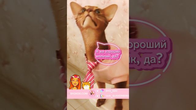 Иногда мне кажется, что круглосуточно диалог с абиссином у нас выглядит так. Напомню, его выкинули