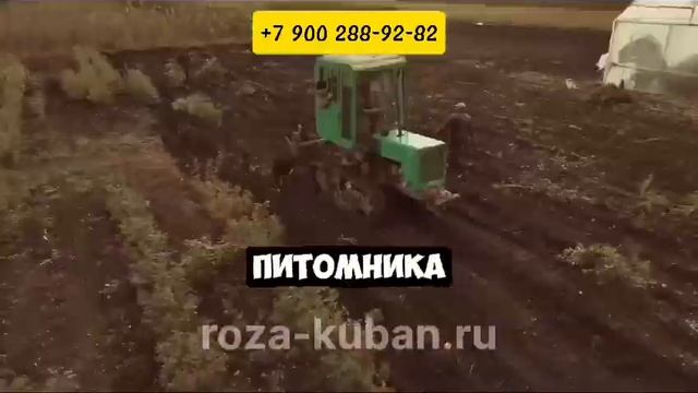 Уборка саженцев роз .